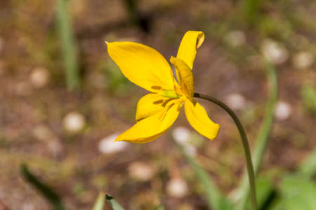 Narcissus and daffodil spring flower