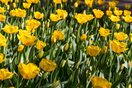 yellow tulipsの写真素材