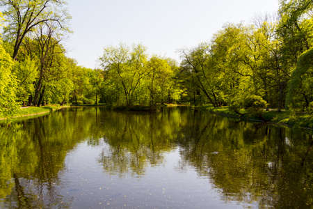 summer park, treesの写真素材