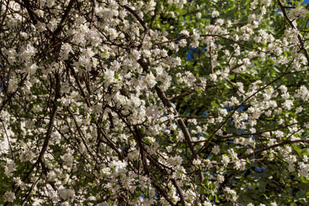 apple flowers
