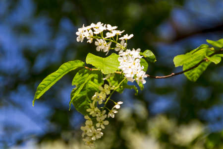 Spring flowers in the garden