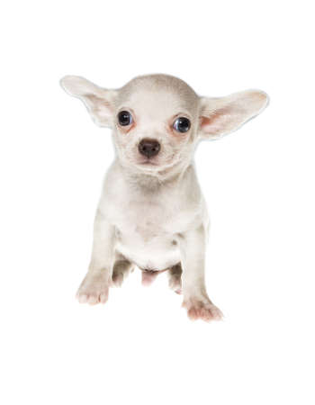 Funny puppy Chihuahua poses on a white backgroundの写真素材