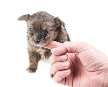Funny puppy Chihuahua poses on a white background