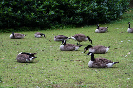 Flock of white and brown geese in greenの写真素材