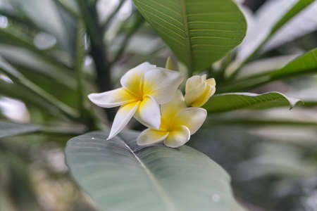 Frangipani tropical flowers from deciduous tree, plumeriaの写真素材