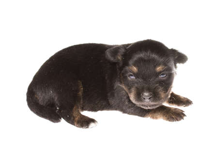 Funny puppy Chihuahua poses on a white backgroundの写真素材