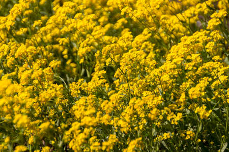 Spring flowers in the gardenの写真素材
