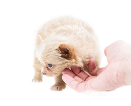 Funny puppy Chihuahua poses on a white backgroundの写真素材