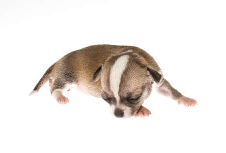 Funny puppy Chihuahua poses on a white backgroundの写真素材