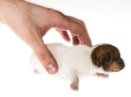 Funny puppy Chihuahua poses on a white backgroundの写真素材