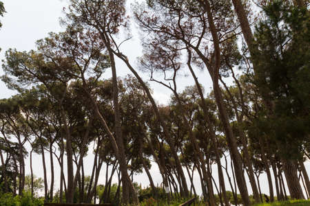 Great church in center of Rome, Italy.の写真素材