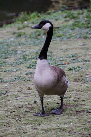 Flock of white and brown geese in greenの写真素材