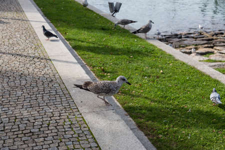 Sea gullの写真素材
