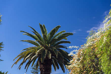 Santa Cruz de Tenerife, Canary Islands, Spainの写真素材