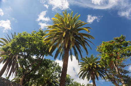 Park in Santa Cruz Tenerifeの写真素材