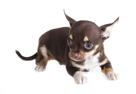short haired chihuahua puppy in front of a white backgroundの写真素材