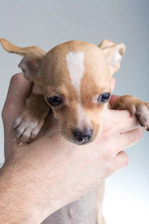Chihuahuaの写真素材