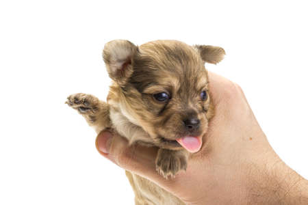 Chihuahua puppy studio shootの写真素材