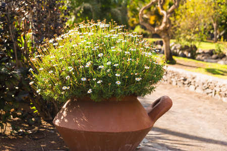 Camomileの写真素材