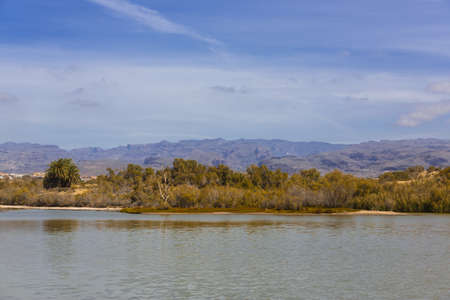 Oasis in Maspalomas Dunasの写真素材
