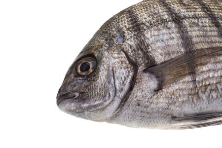 Raw Tilapia studio macro shootの写真素材