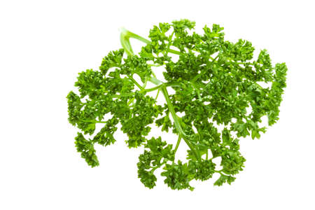 Parsley branchの写真素材