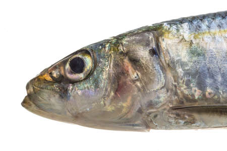 Fresh Herring