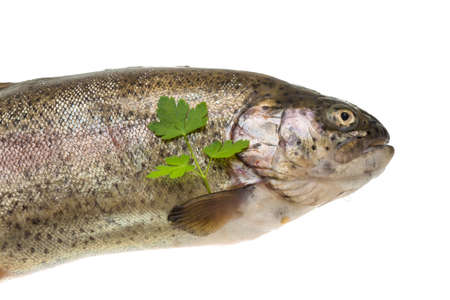 Fresh raw rainbow troutの写真素材