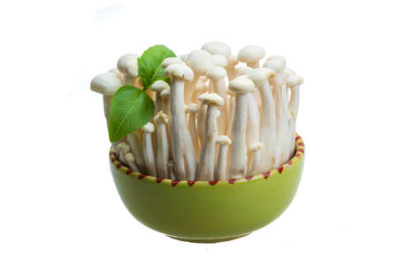 Japan mushroom Shimeji