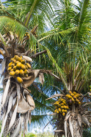 Cocoa palm