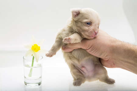 Chihuahua puppy studio shoot