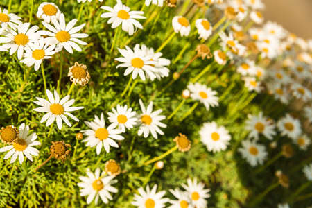 Camomile