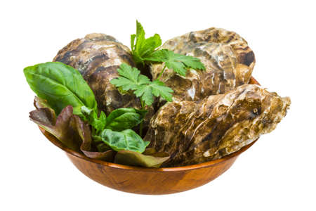Fresh oysterの写真素材