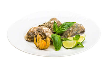 Fresh oysterの写真素材