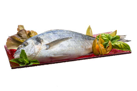 Fresh raw doradaの写真素材