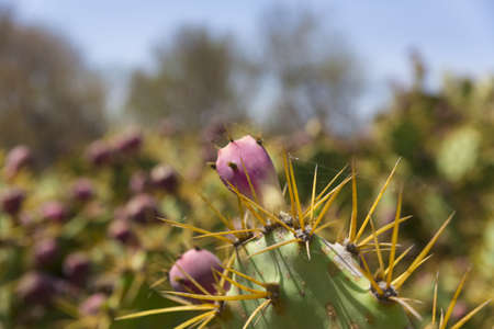 Cactus Opuntiaの写真素材