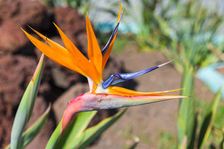 Strelizia flower