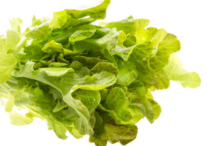 Salad leaves studio macro isolatedの写真素材