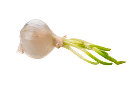 White onion isolatedの写真素材
