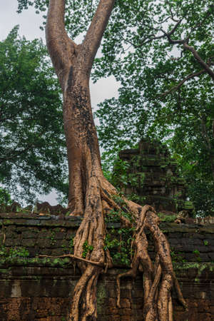 Angkor Wat - Cambodian famous hisotical complexの写真素材