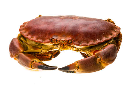 Raw crabの写真素材