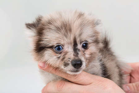 Pomeranian spitzの写真素材