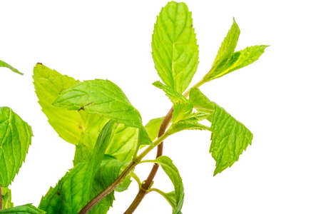 Peppermint isolated
