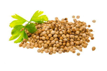 Coriandr seeds with leafの写真素材