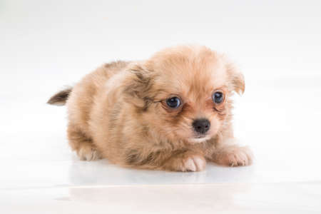 Chihuahua puppy on white の写真素材