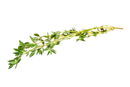 Thyme branchの写真素材