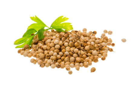 Coriandr seeds with leafの写真素材