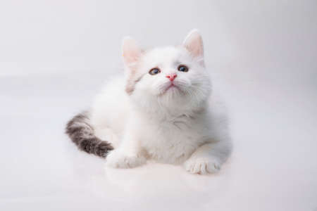 Maine Coon Cat on white backgroundの写真素材