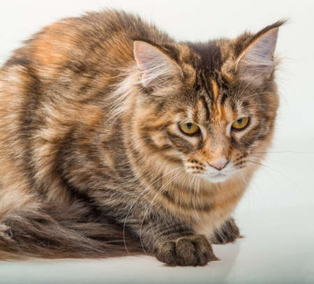 Young catの写真素材