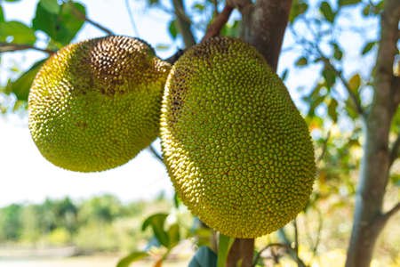 Jackfruit on the tree